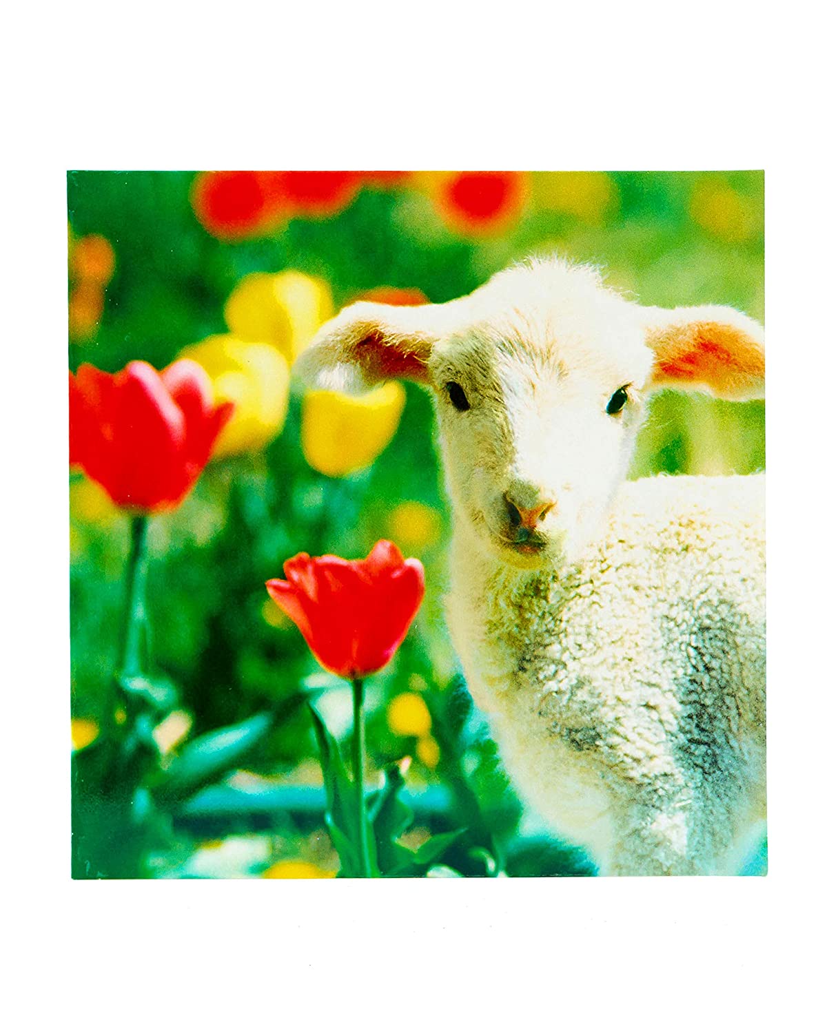 Cute Lamb Photographic Blank Easter Greetings Card
