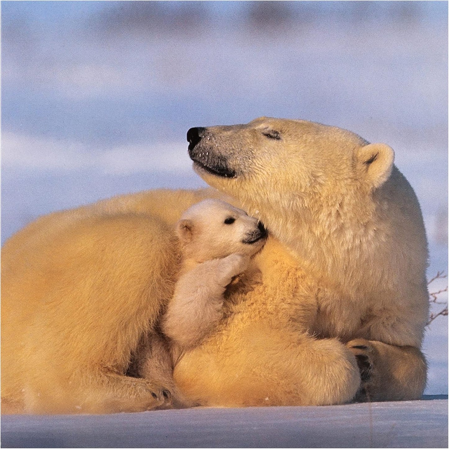 National Geographic Pack of 16 in 2 Designs Christmas Cards