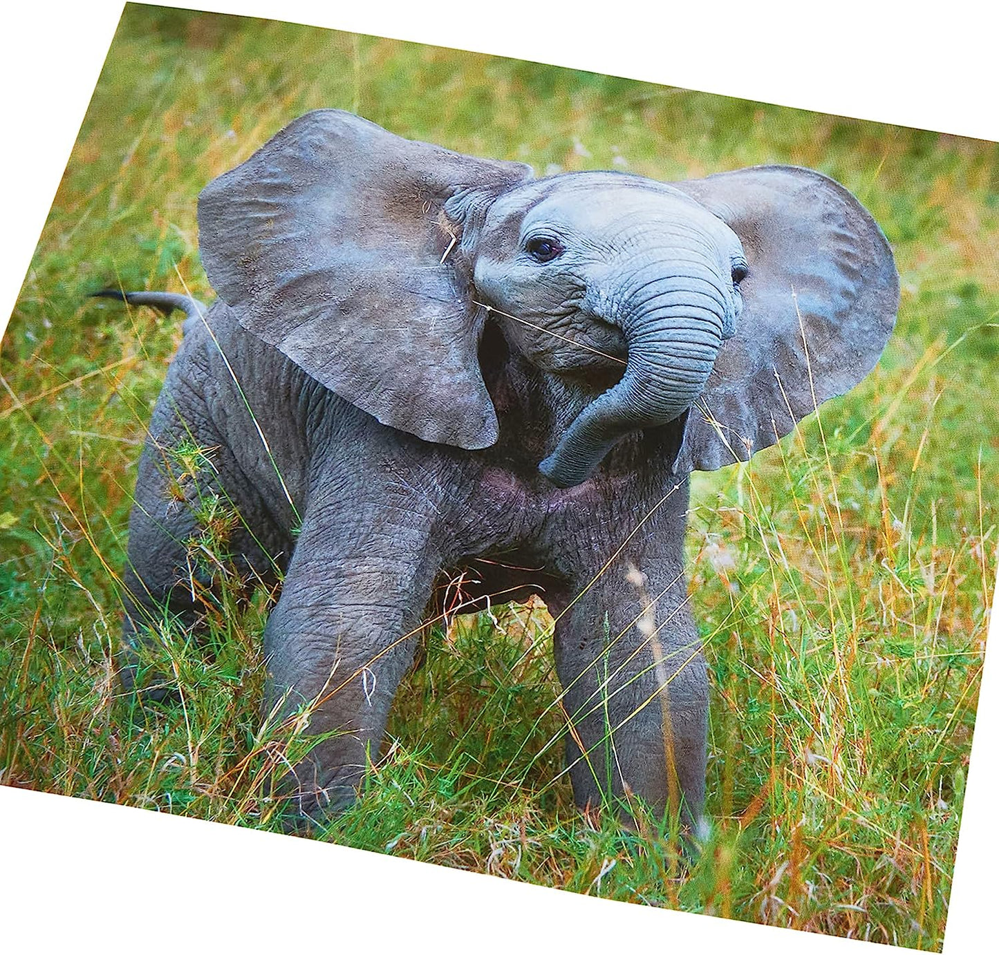 Elephant Design Blank Inside Card