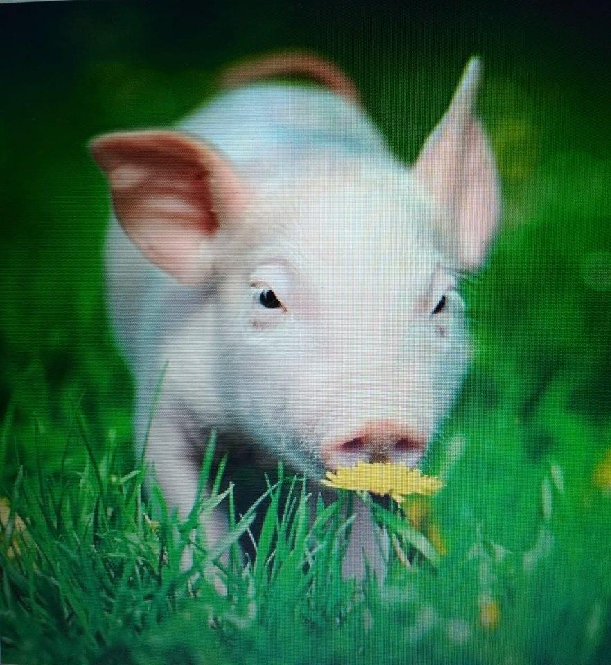 Ani'mates 3D Holographic Card Piglet Blank