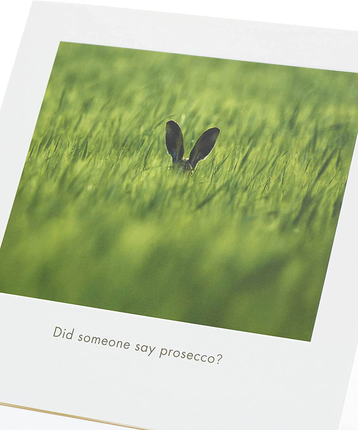 Did Someone Say Prosecco? Comedy Wildlife Photography Birthday Blank Card 