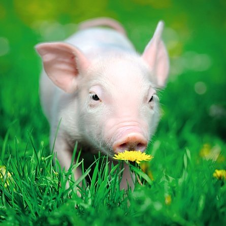 Ani'mates 3D Holographic Card Piglet Blank