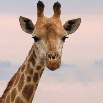 Giraffe Blank Any Occasion Greeting Card