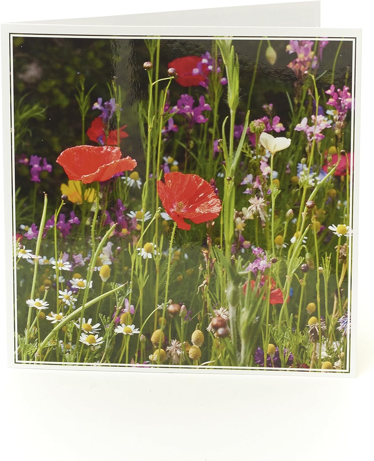 Rhs Wild Poppy Blank Greetings Card