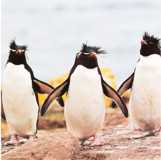 Blank Card "Penguins"