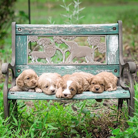 Ani'mates 3D Holographic Card - Puppies on bench