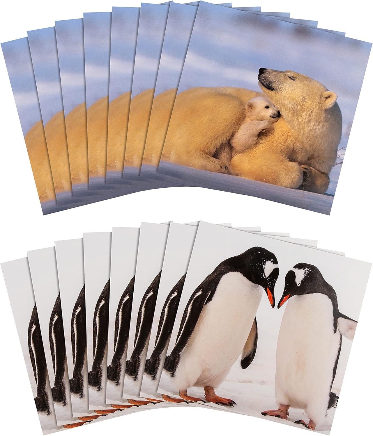 National Geographic Pack of 16 in 2 Designs Christmas Cards