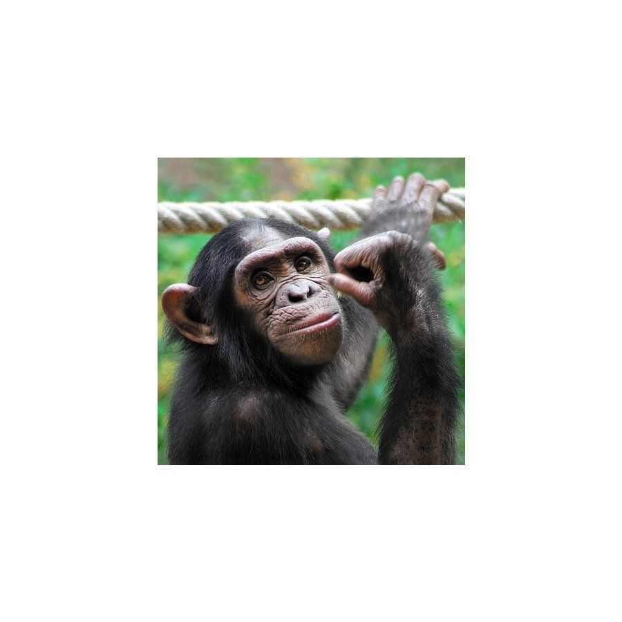 3D Holographic Card Up Close Chimpanzee 