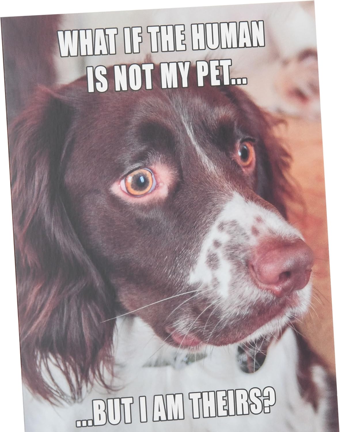 Funny Dog Design Birthday Open Blank Card