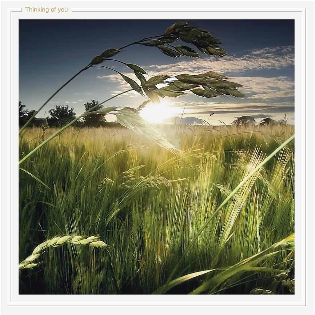 Thinking of You Colin Campbell Photographic Greeting All Occasion Card 