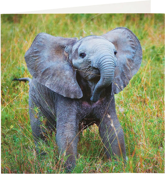 Elephant Design Blank Inside Card
