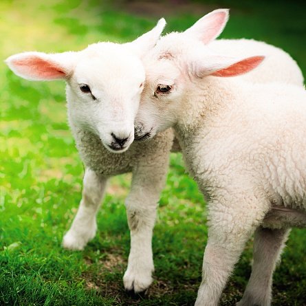 Ani'mates 3D Holographic Card Lambs 