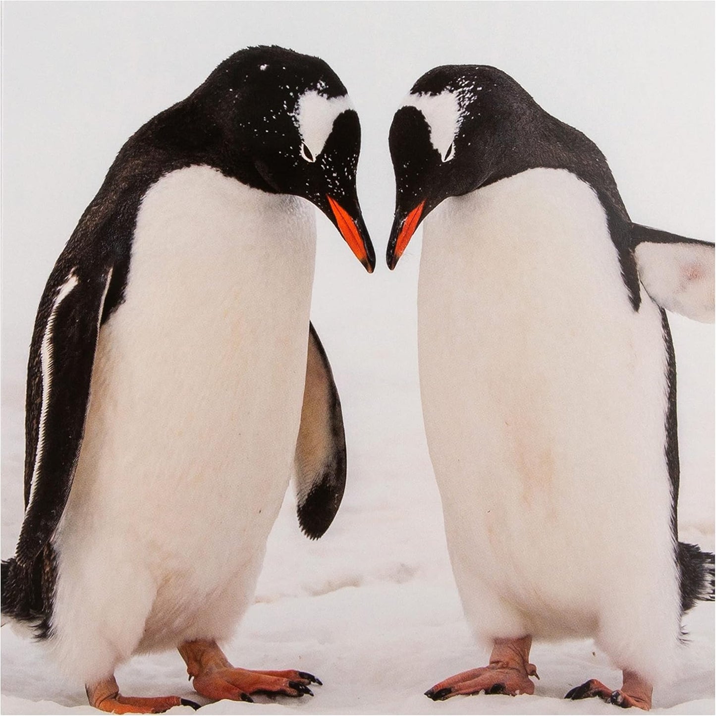 National Geographic Pack of 16 in 2 Designs Christmas Cards