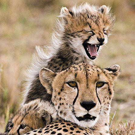 Ani'mates 3D Holographic Card Cheetah and baby