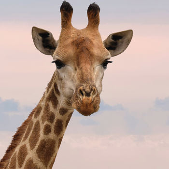 Giraffe Blank Any Occasion Greeting Card