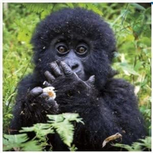 Photographic 'Mountain Gorilla' Blank Card